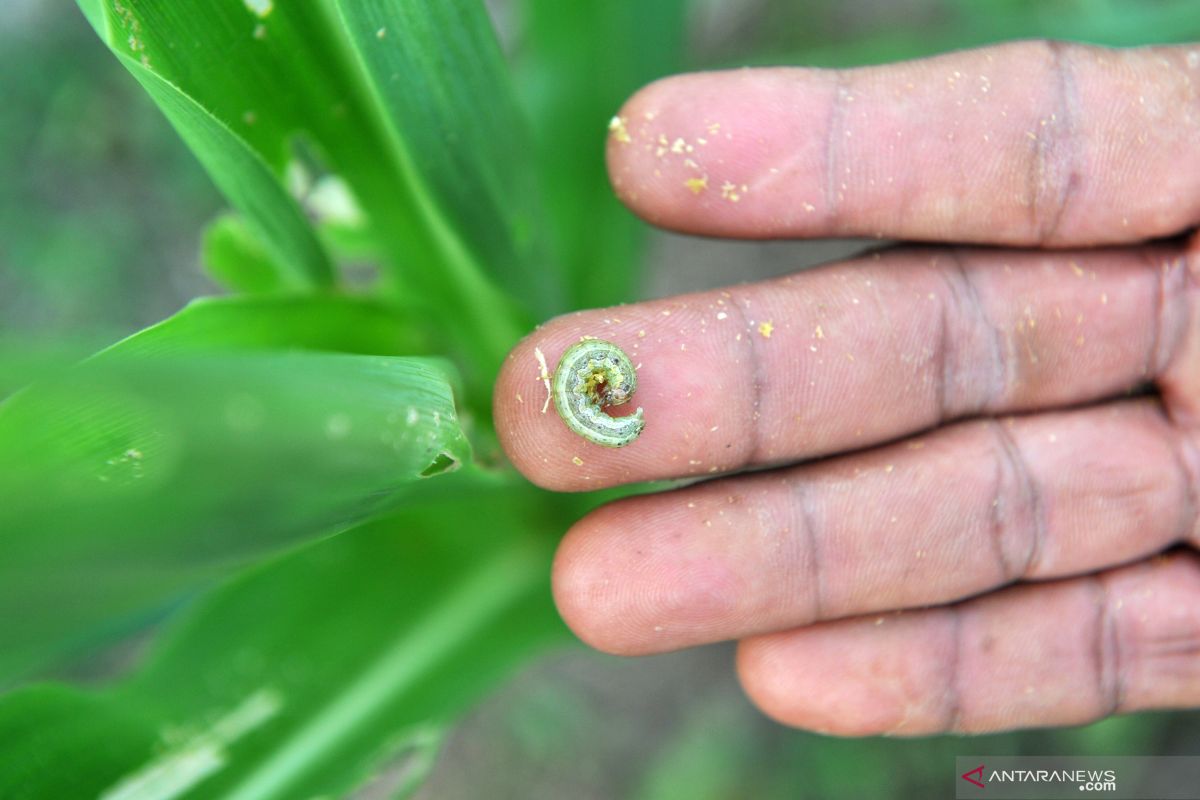 Hama ulat ancam tanaman jagung di Desa Datar Banyumas