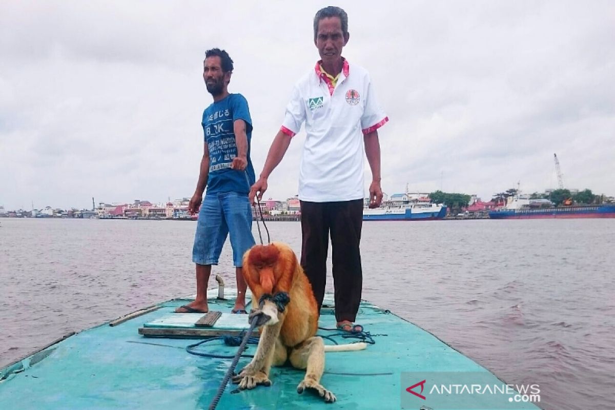 Alih fungsi lahan ancam populasi bekantan di Kotim