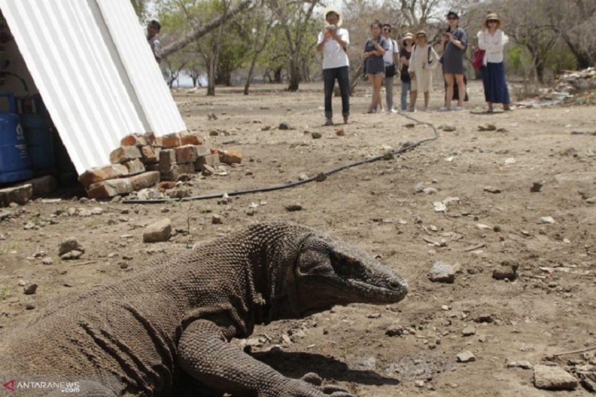 Penutupan kawasan wisata Pulau Komodo sudah final mulai tahun 2020