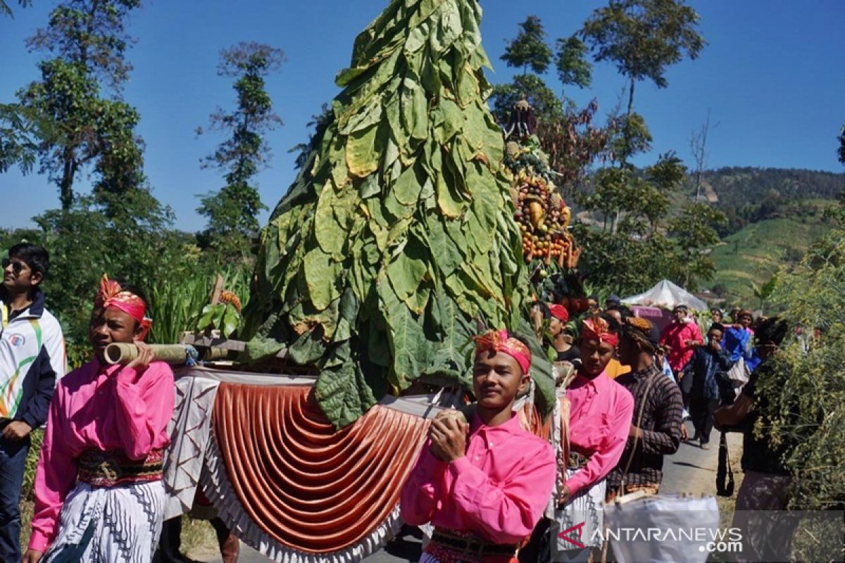 Tadisi "Tungguk Tembakau" di lereng Merbabu