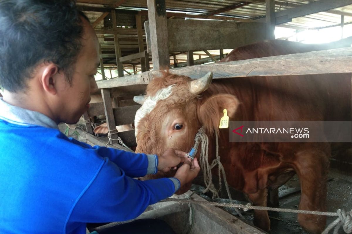 Masyarakat Dumai Sembelih 1.436 Hewan Kurban Idul Adha 1440 Hijriah