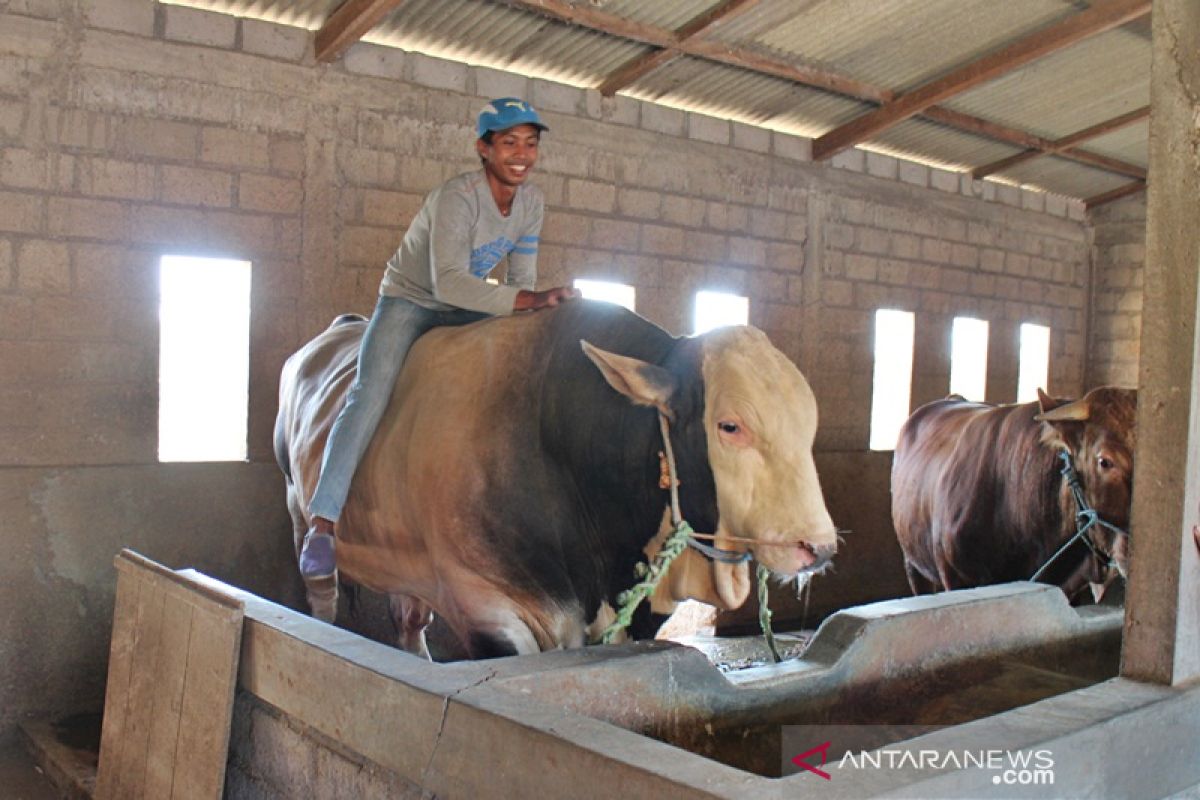 Presiden Jokowi pesan sapi kurban jumbo dari Boyolali