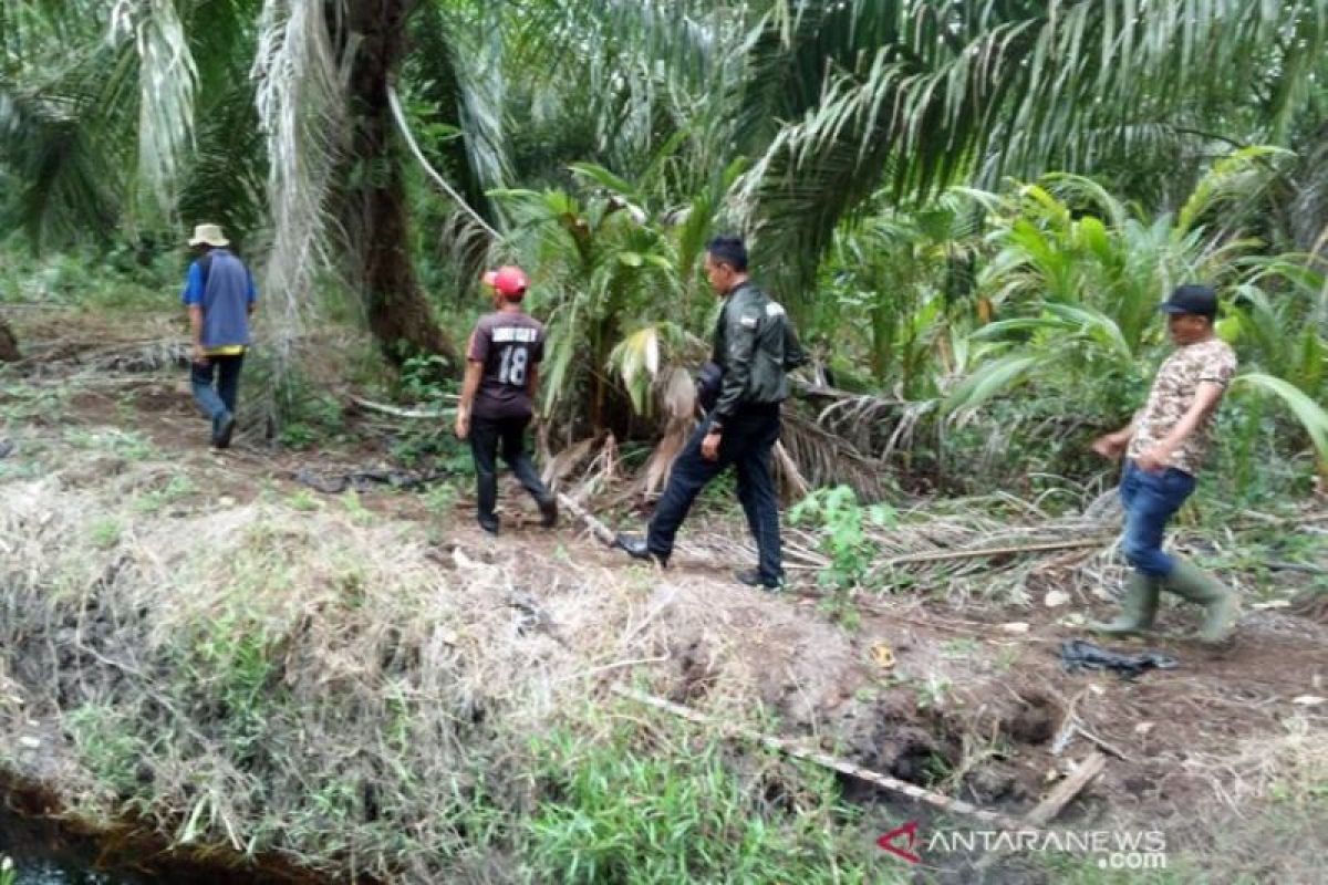 BBKSDA: harimau keluar area Chevron dengan lompati pagar 2 meter