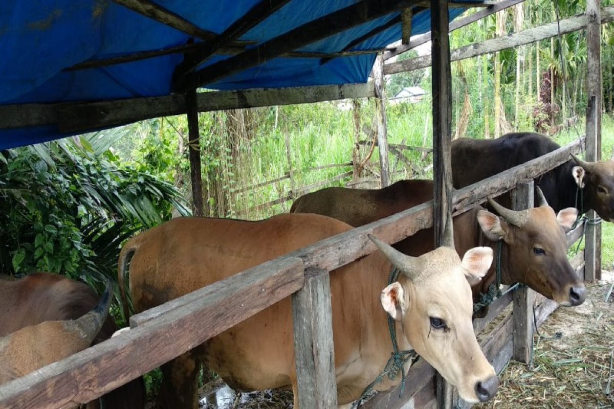 Keerom siapkan 300 ekor sapi untuk kebutuhan kurban