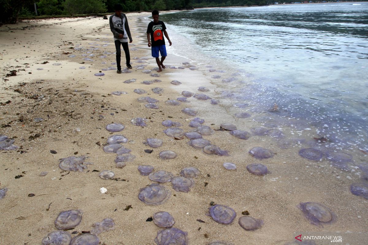 Ribuan ubur-ubur mati penuhi Pantai Mandeh