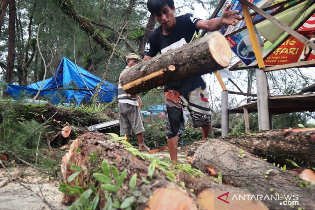 Sejumlah pohon cemara di Pantai Kata patah timpa warung