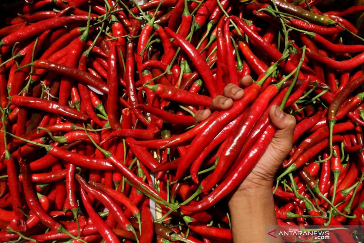 Waduh, harga cabai merah di Dumai capai Rp92 ribu/Kg