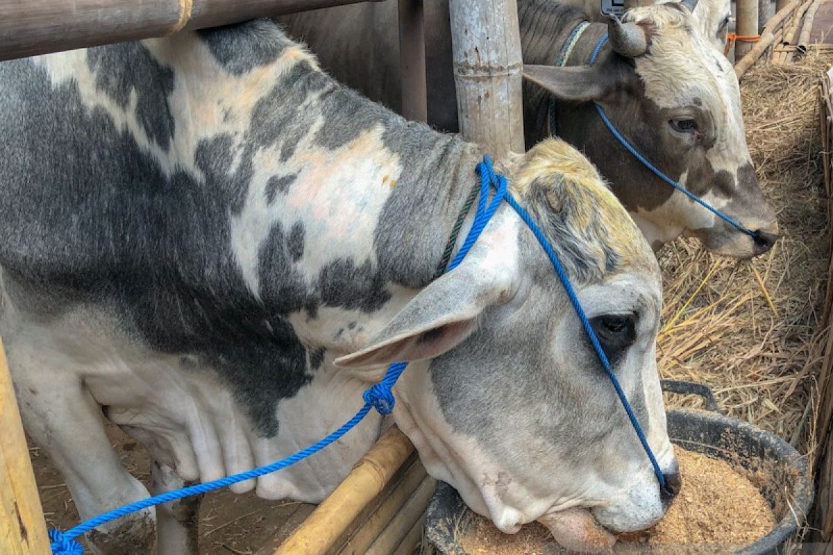 Sekitar 100 sapi kurban terinfeksi cacing hati