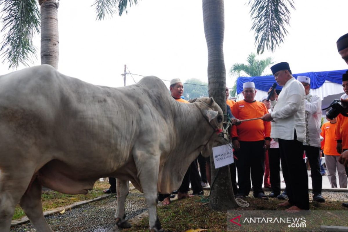 ASN Pemko Pekanbaru kumpulkan 11 sapi kurban