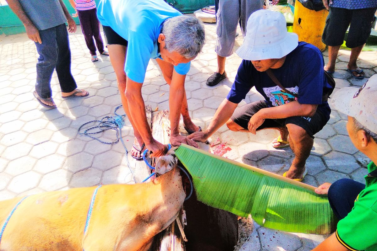 Tim DPKP Biak periksa kesehatan hewan kurban Idul Adha