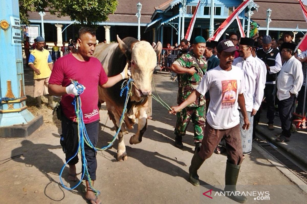 Jokowi kurban sapi jumbo, butuh puluhan orang untuk merobohkannya