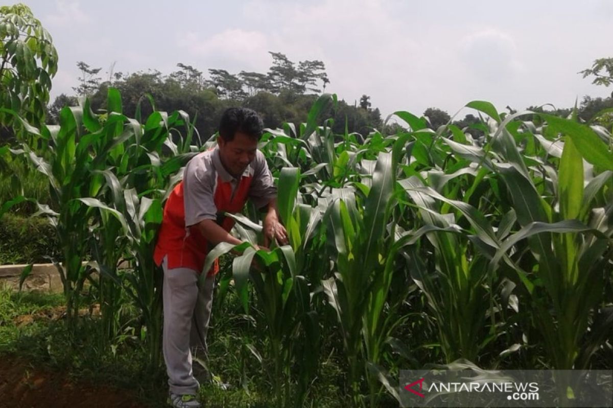 Manfaatkan kemarau, petani Desa Datar Banyumas tanam jagung