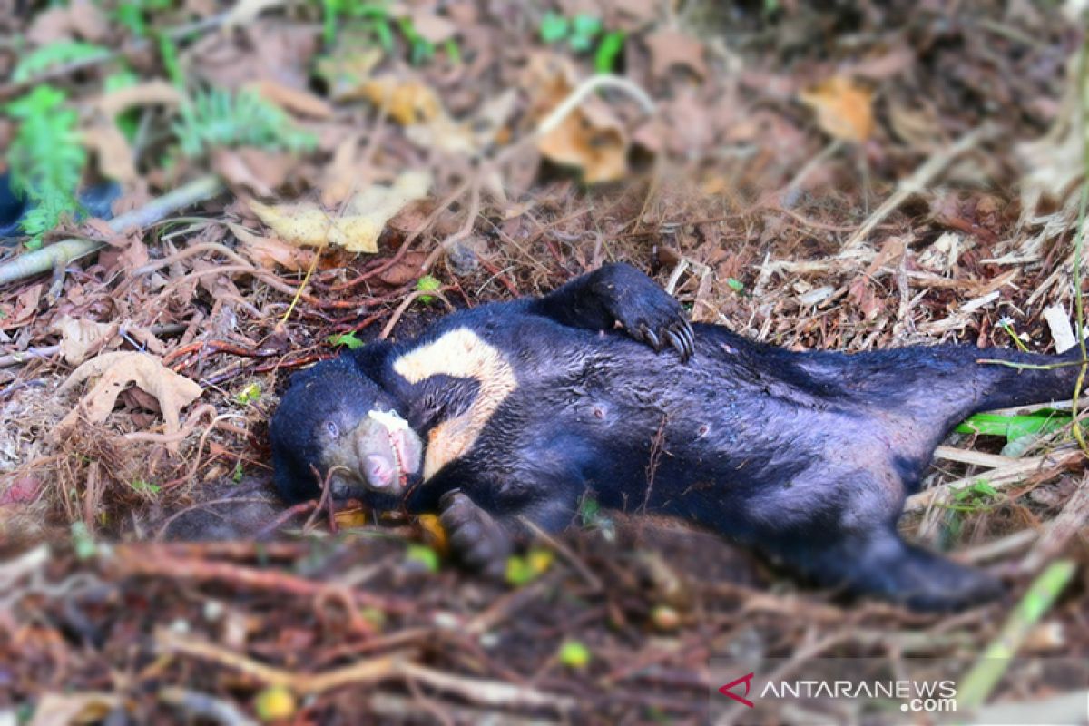 Beruang madu mati muda akibat jerat