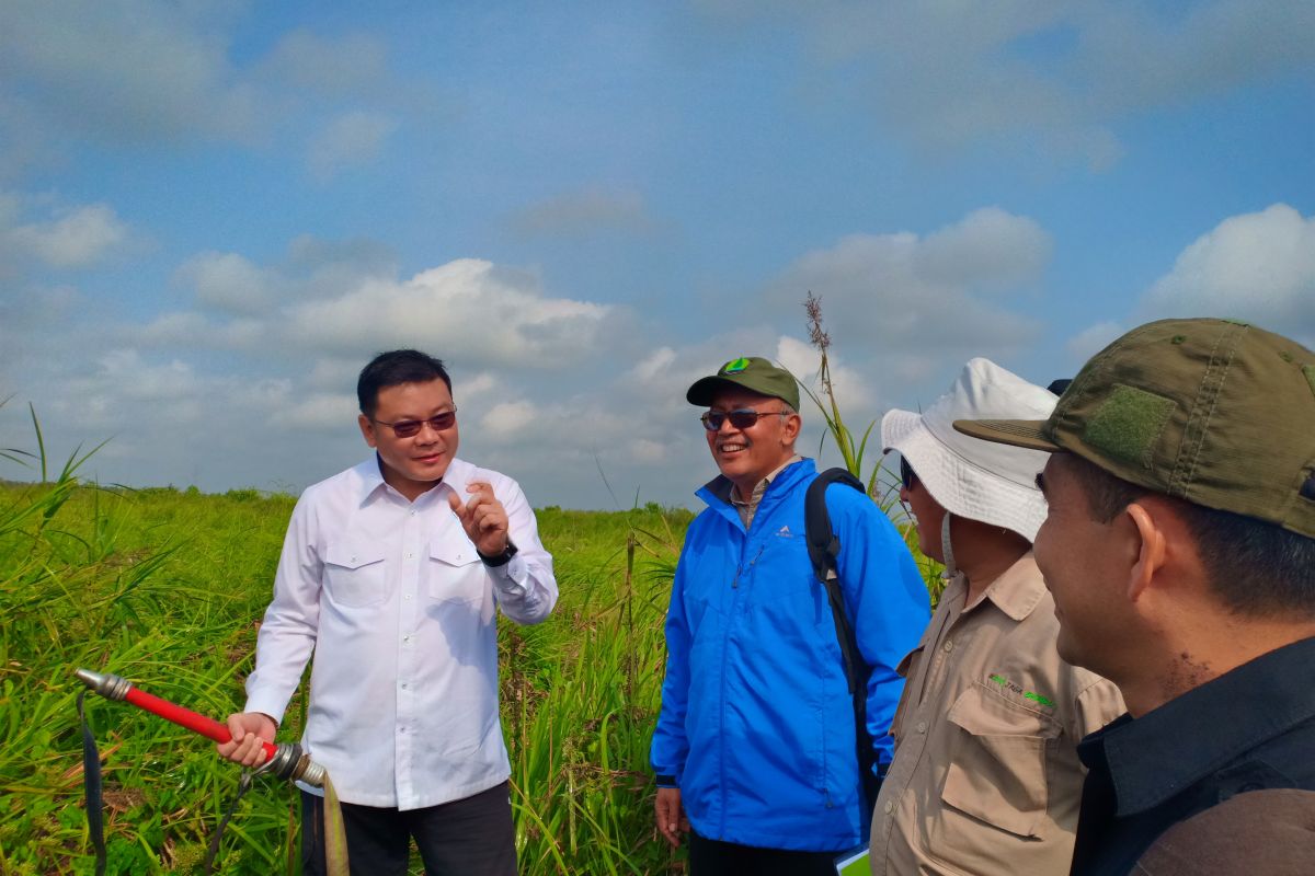 Kepala BRG tinjau realisasi pemulihan hutan SM Padang Sugihan