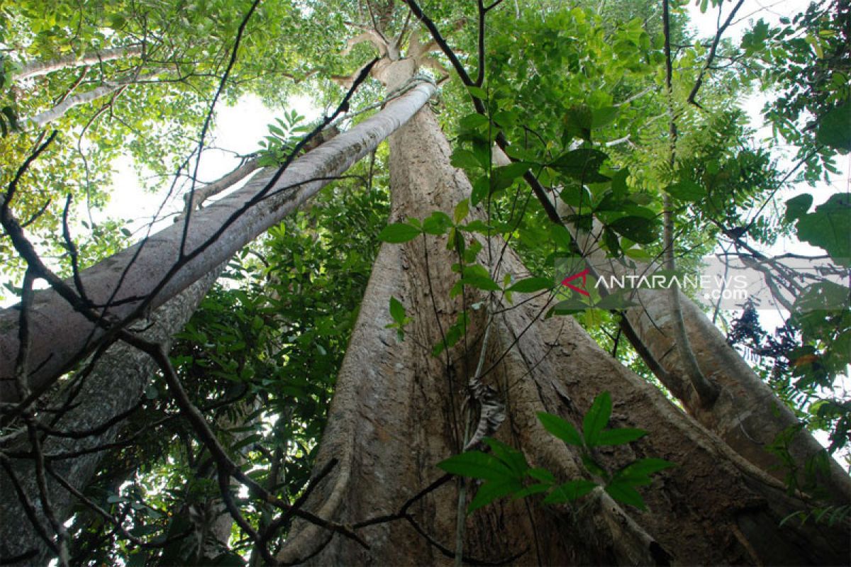 Ada yang pesan bajakah hingga 1 ton