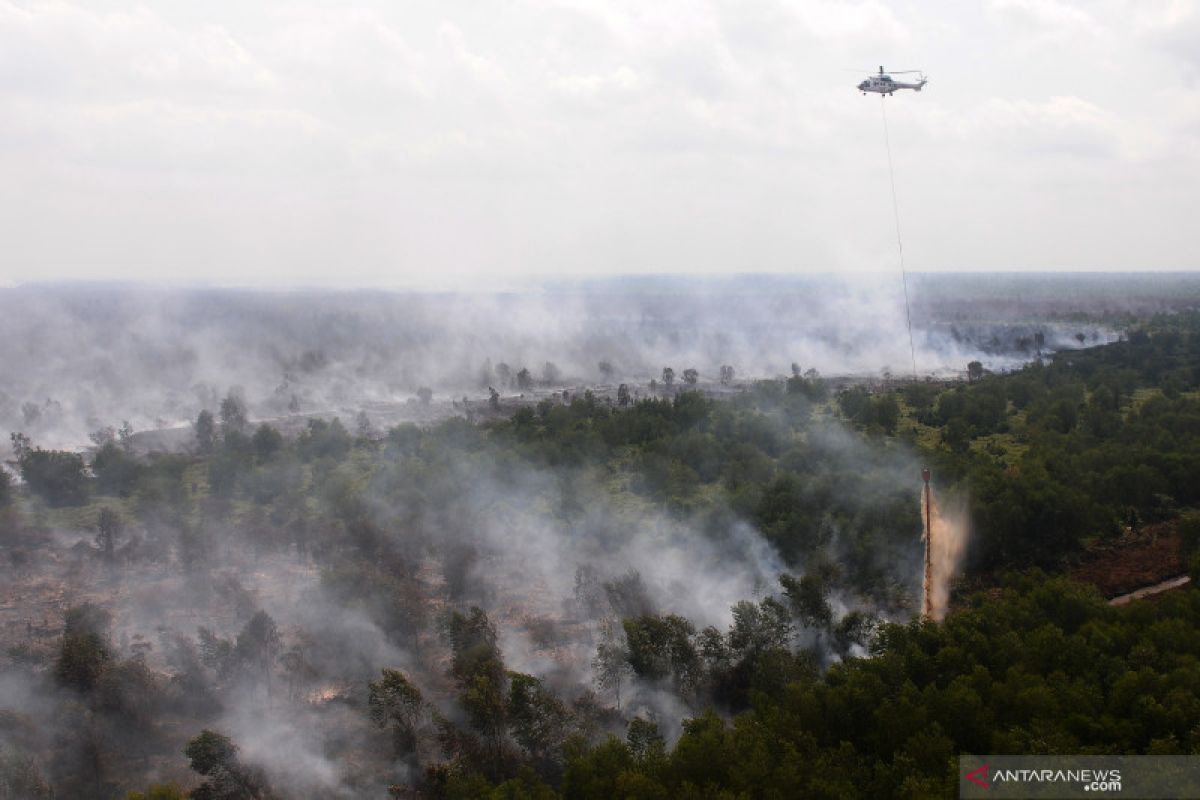 Hutan Amazon sama pentingnya dengan gambut Indonesia