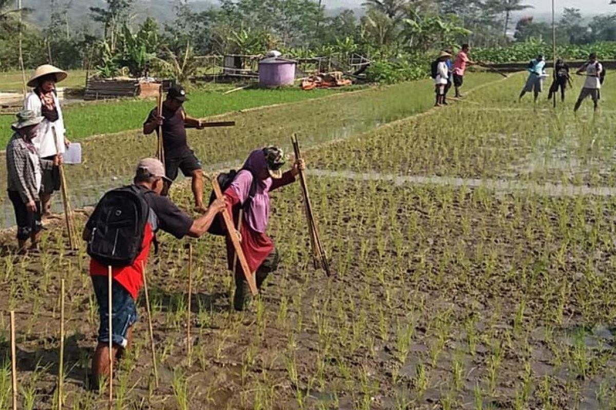 Pemkot Magelang kenalkan agroekosistem sawah kepada petani