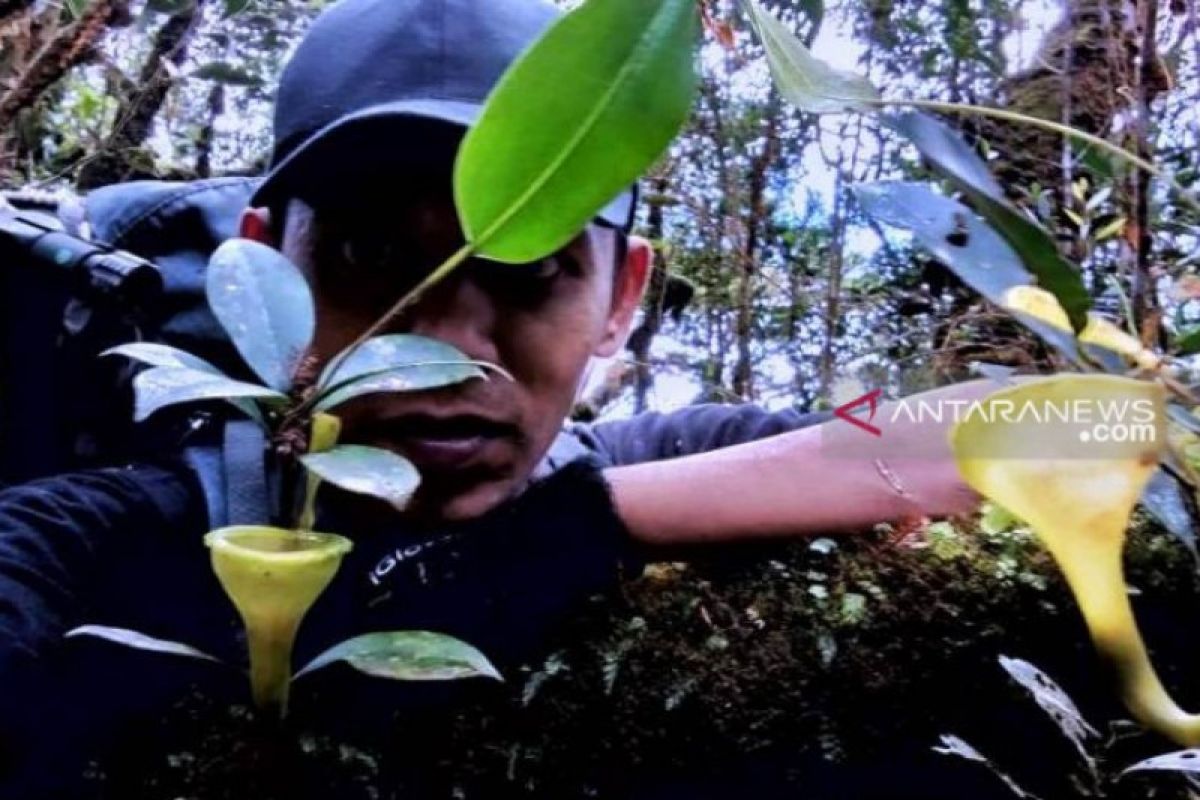 Ini beragam tumbuhan endemik yang masih ditemukan di Hutan Angkola