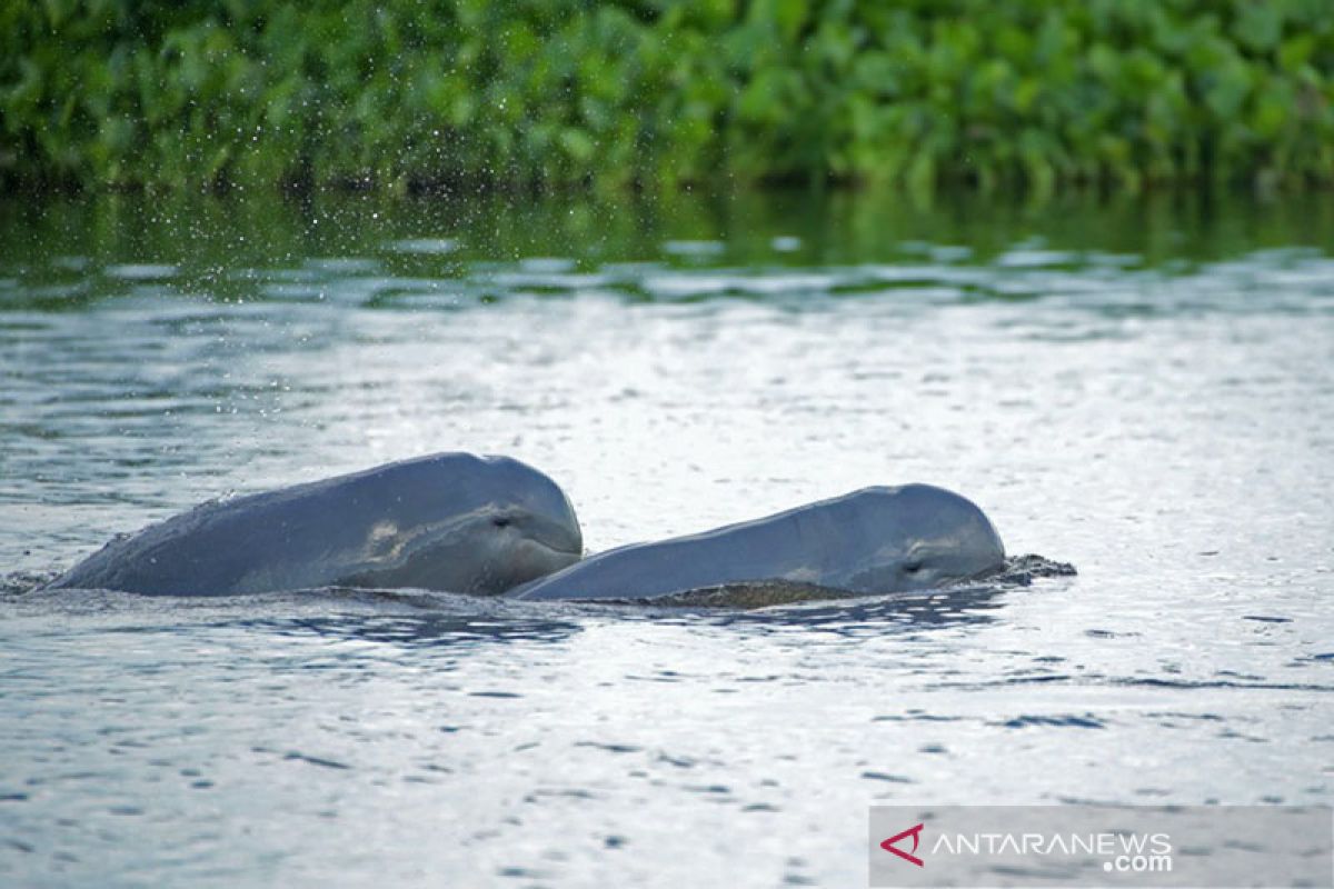 Pesut tersesat di sungai Kabupaten Pelalawan berhasil dievakuasi. Begini prosesnya