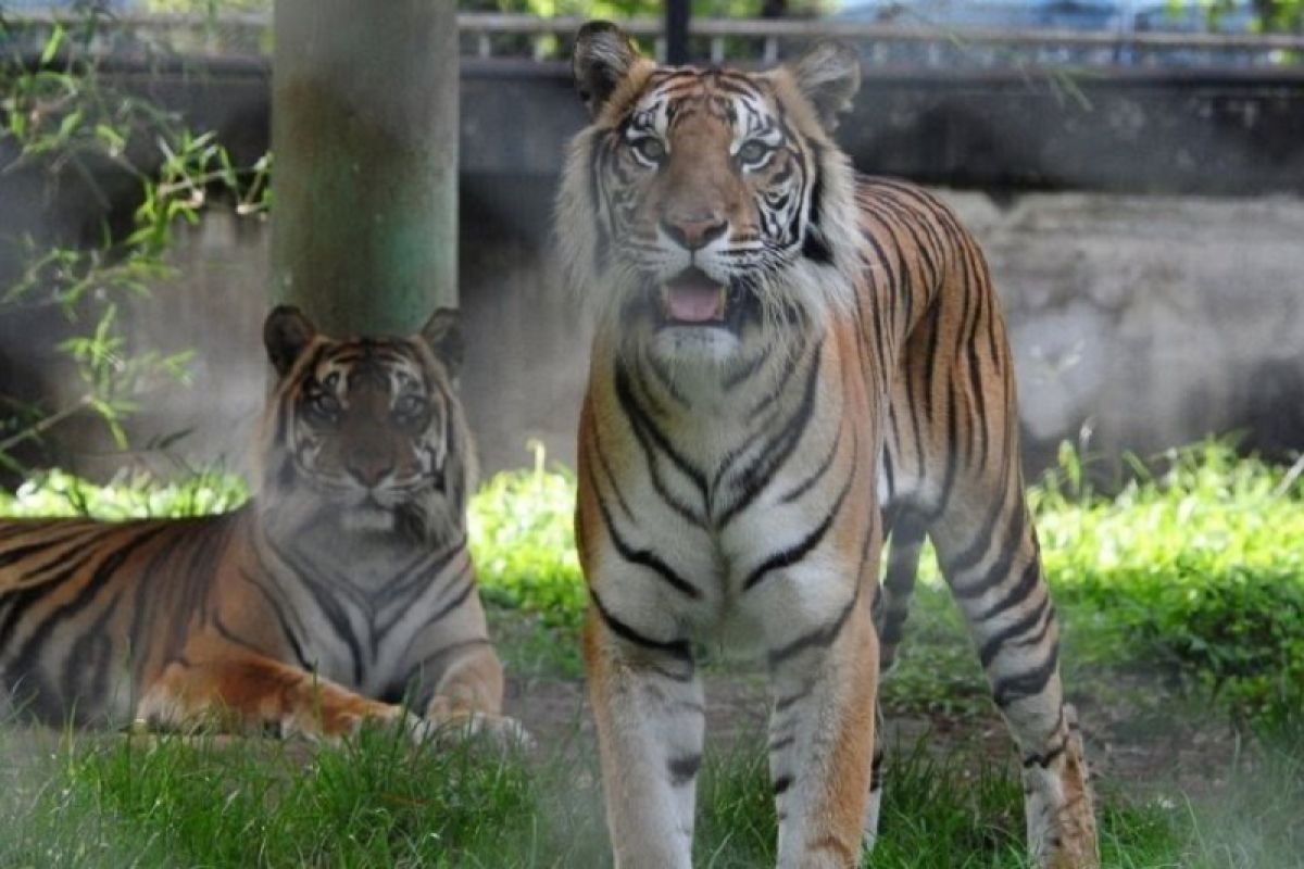 BKSDA pasang kamera trap atau pengintai demi memastikan jejak harimau