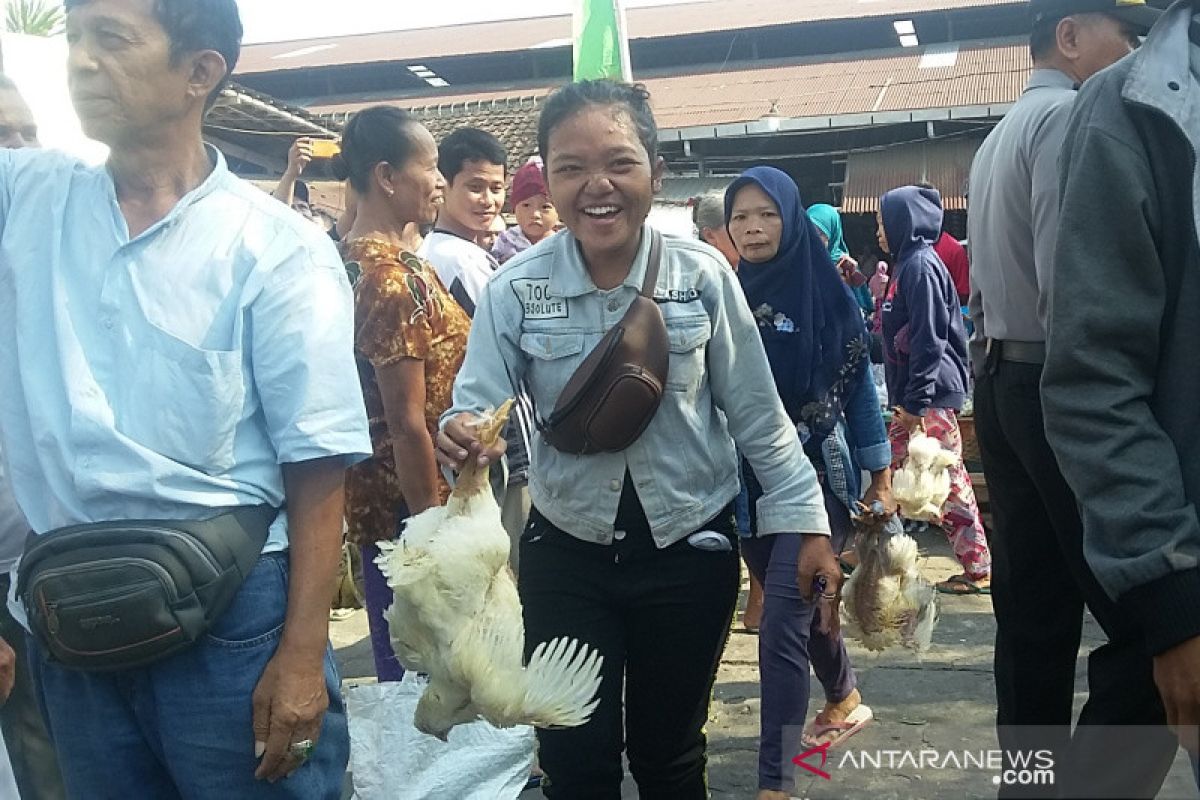 Penurunan harga ayam hidup dikeluhkan kembali oleh Pinsar