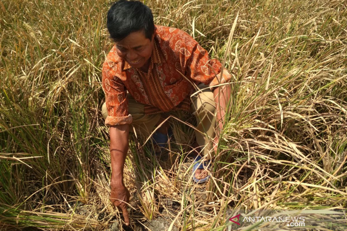 Kekeringan, puluhan hektare tanaman padi di Pati puso