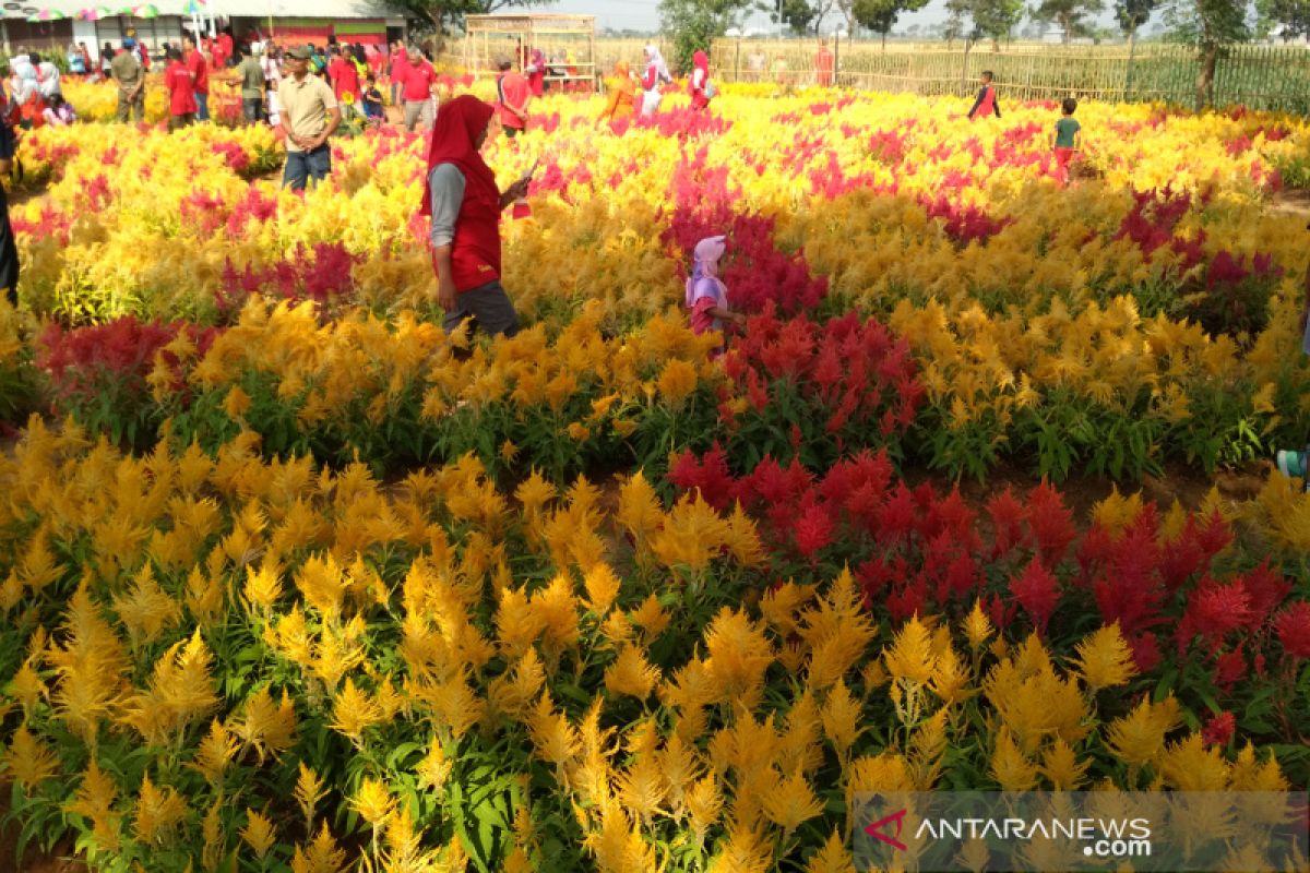 Kudus memiliki objek wisata baru taman bunga celocia