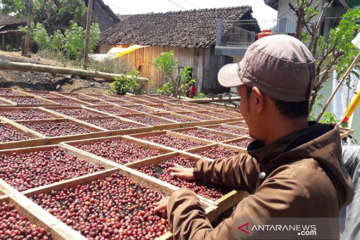 Harga kopi arabika gelondong di Temanggung "gelundung"