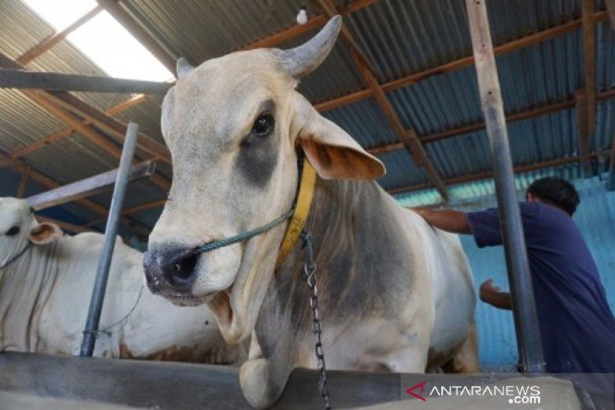 Anggaran sapi bunting di Blora dikorupsi