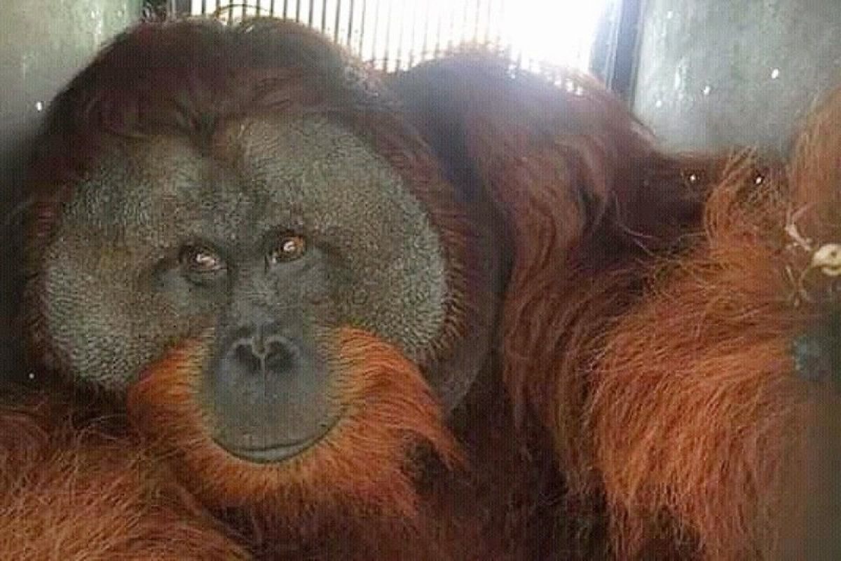 Belasan orang utan di Kalteng terserang ISPA akibat kabut asap