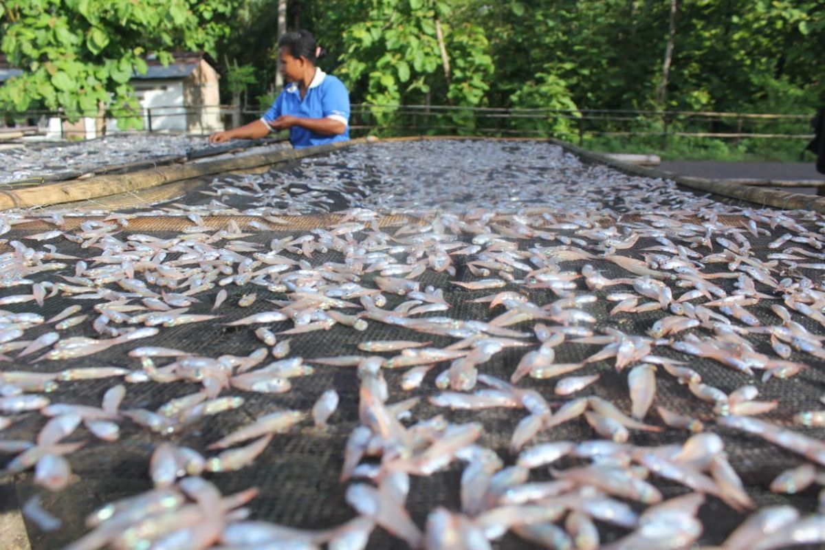 BUMDes Hadakewa kelola usaha ikan teri