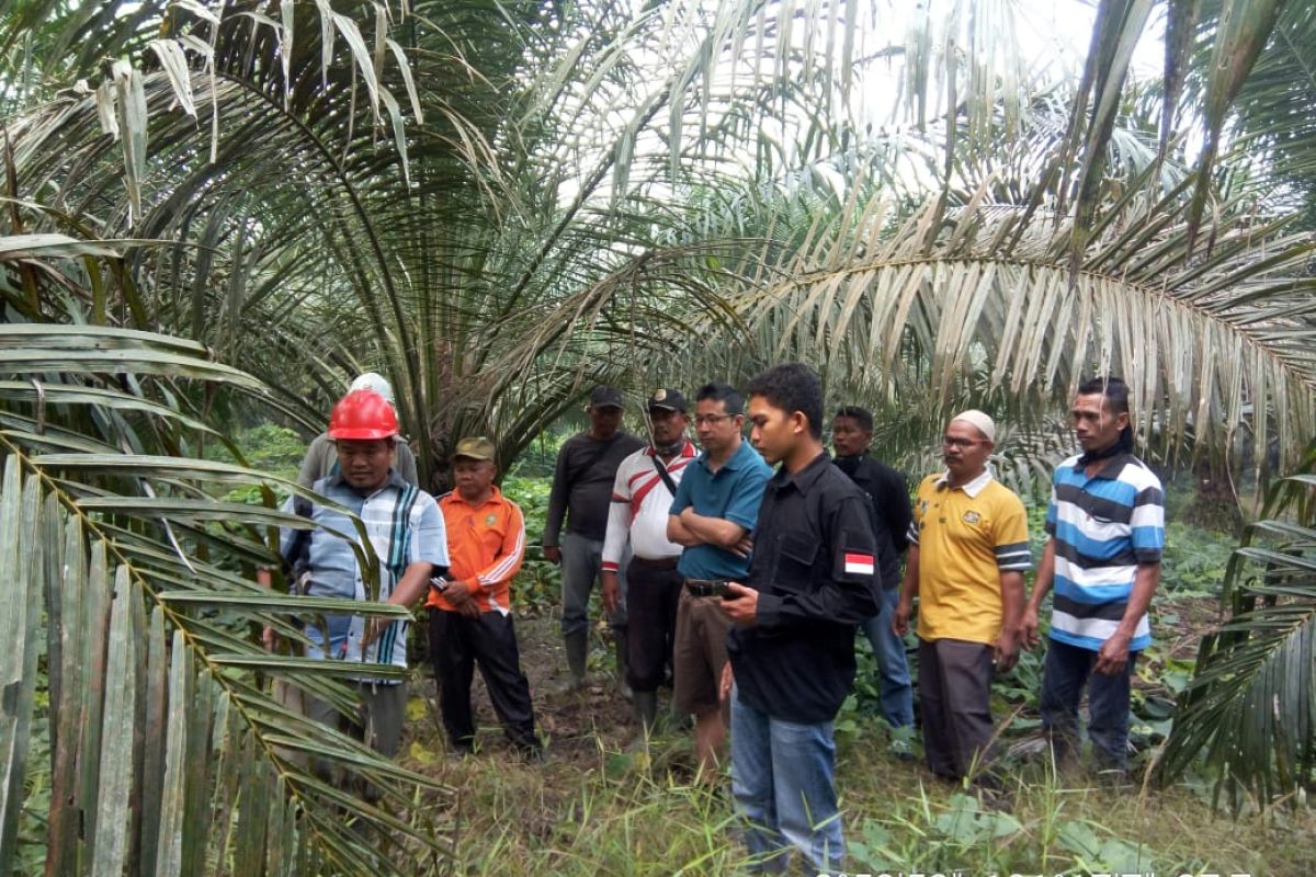 Soal penampakan Harimau di Siak, begini penjelasan Camat Kandis