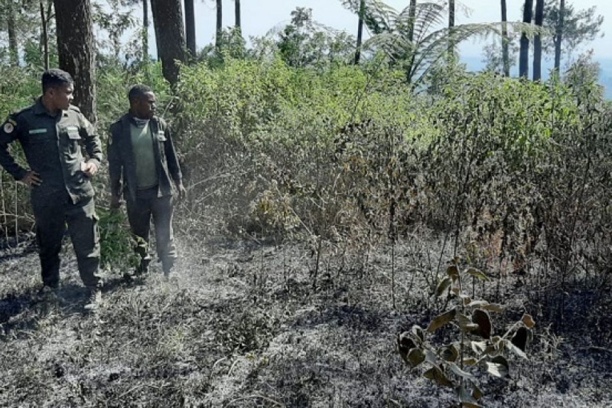 Kebakaran hutan Gunung Merbabu bisa dipadamkan