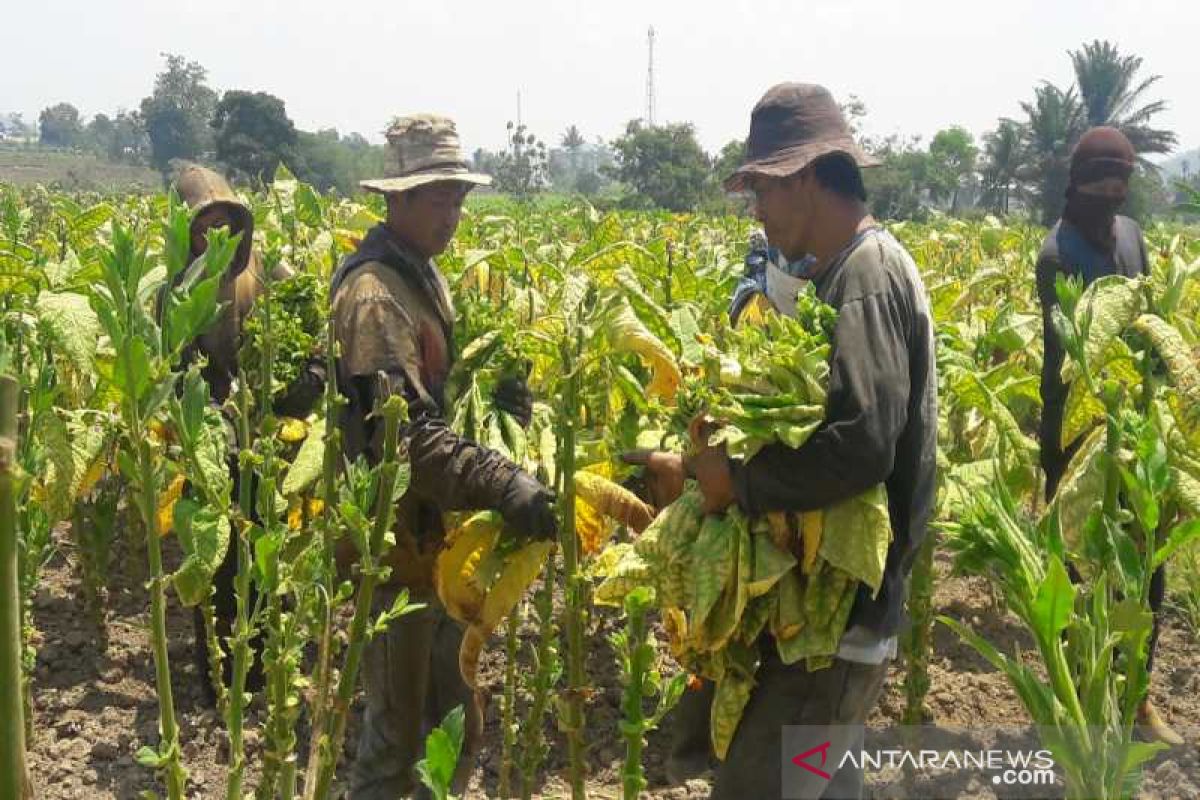 Petani tembakau surati Presiden, minta cukai rokok naik 7-11 persen saja