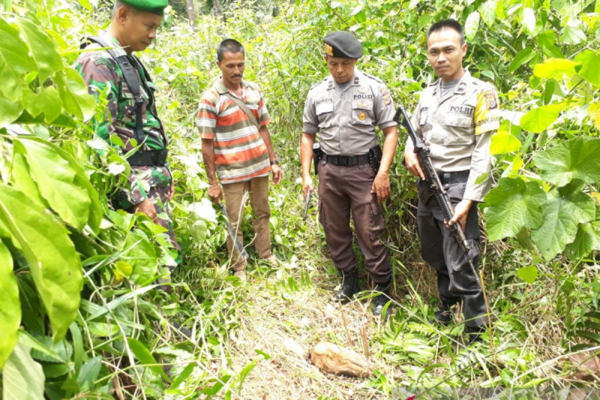 Harimau hanya sisakan kepala sapi, pemilik ternak kebingungan