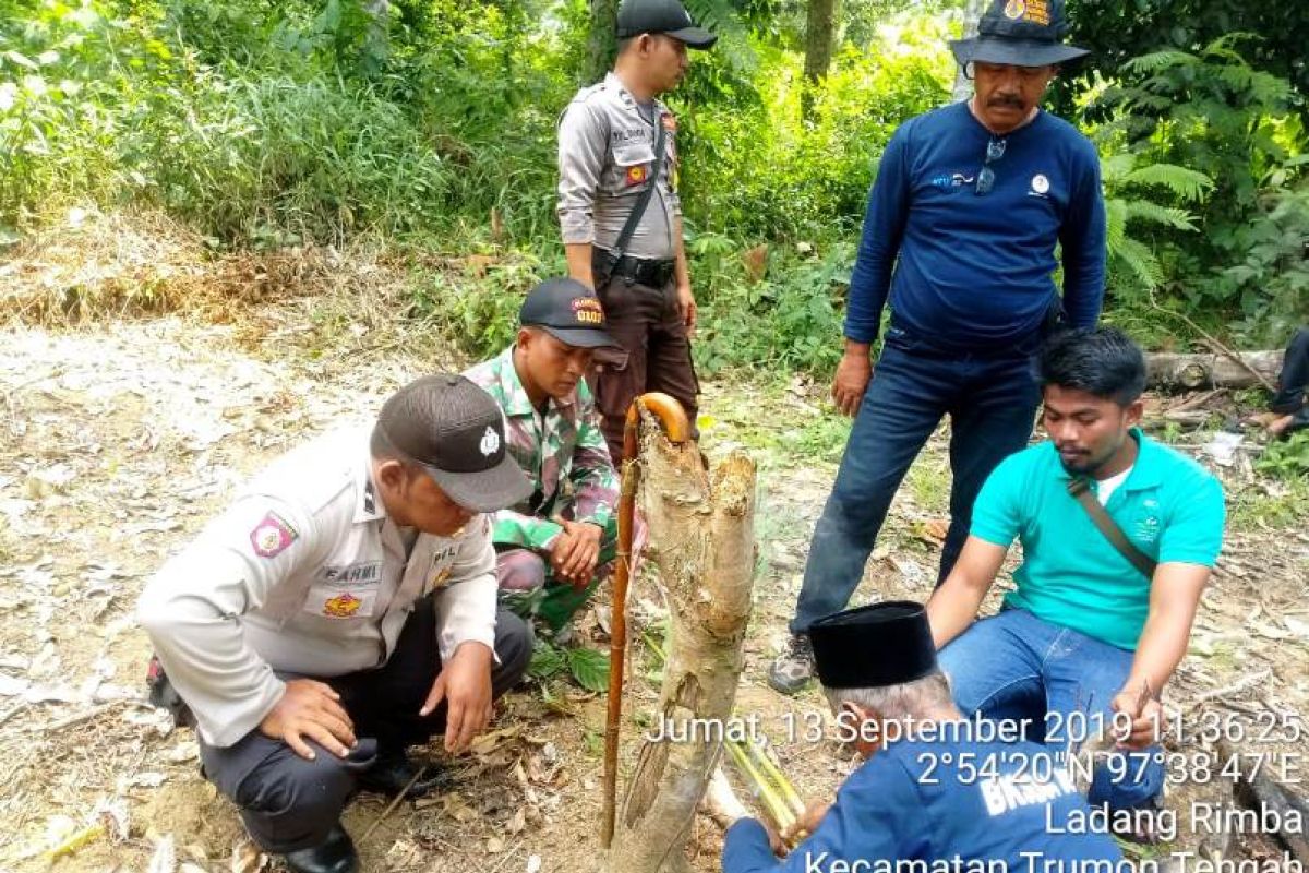 Diteror harimau, BKSDA datangkan pawang ke Aceh Selatan