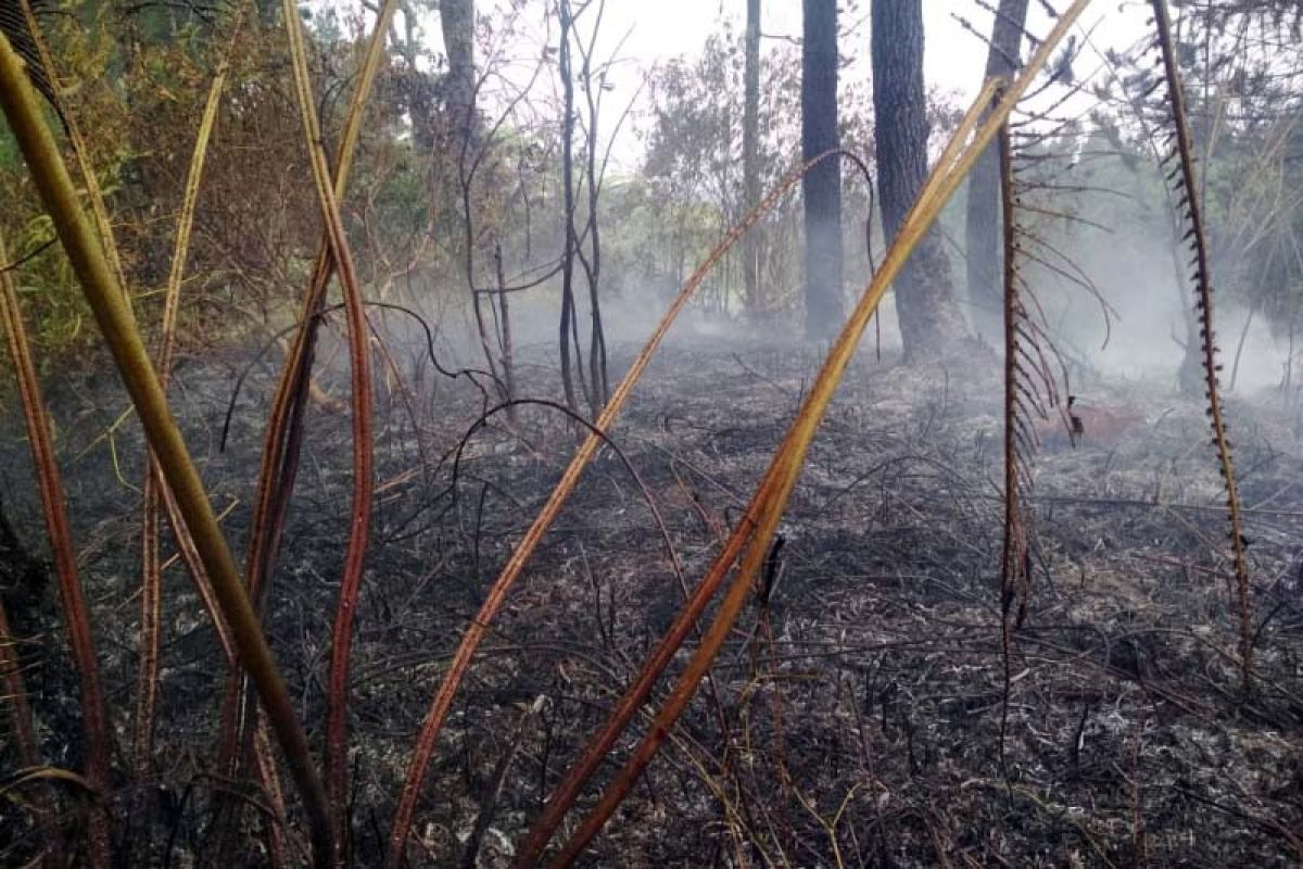 Kebakaran hutan di lereng Gunung Slamet berhasil dikendalikan