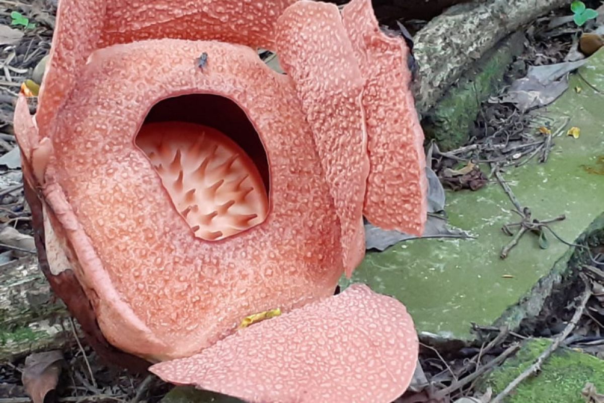 Rafflesia patma kembali mekar keempat belas kalinya di Kebun Raya Bogor