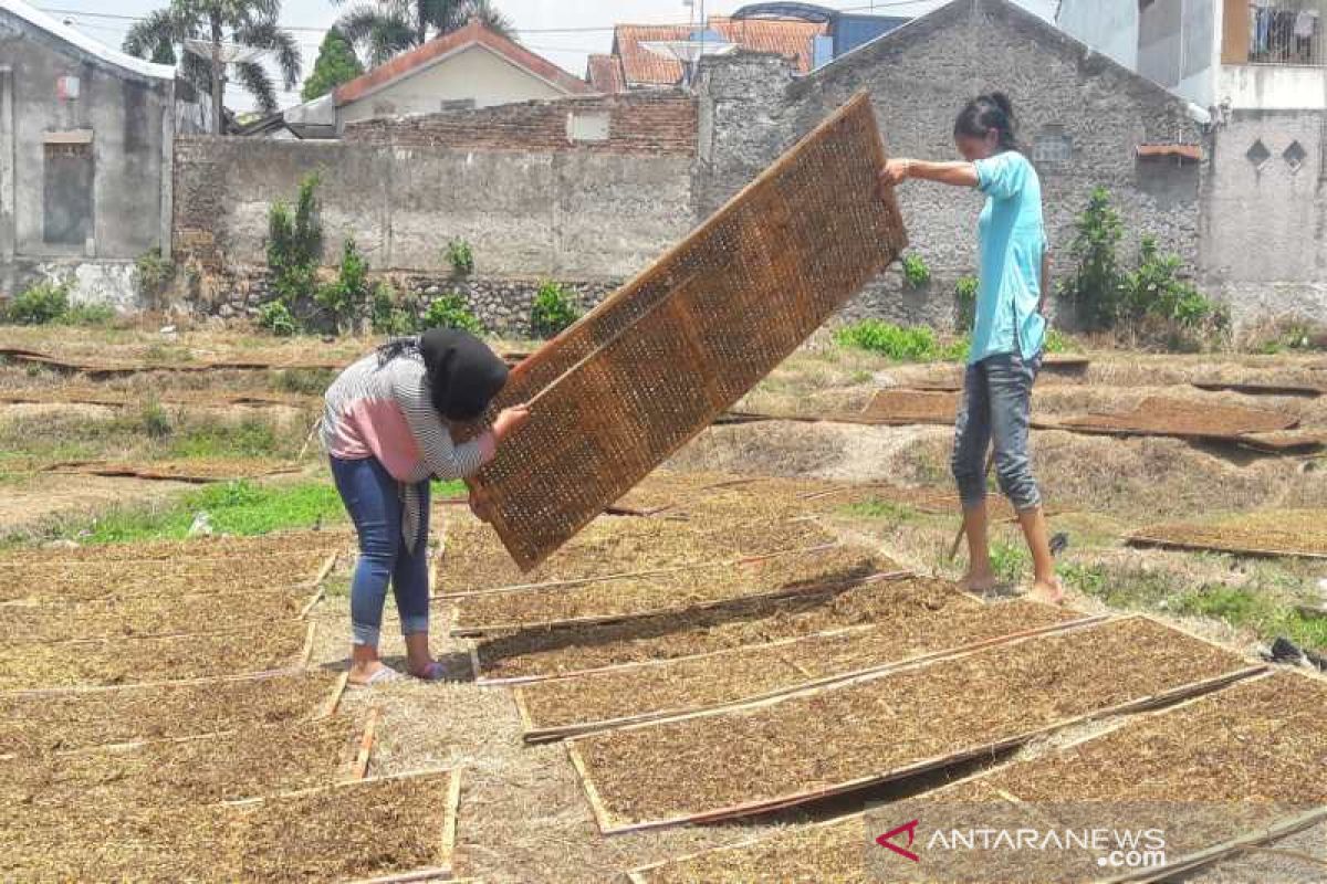 Kualitas membaik, harga tembakau di Temanggung belum sesuai harapan