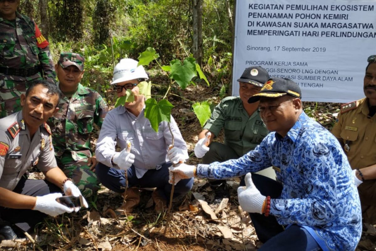 DSLNG tanam 500 bibit kemiri dalam habitat burung maleo