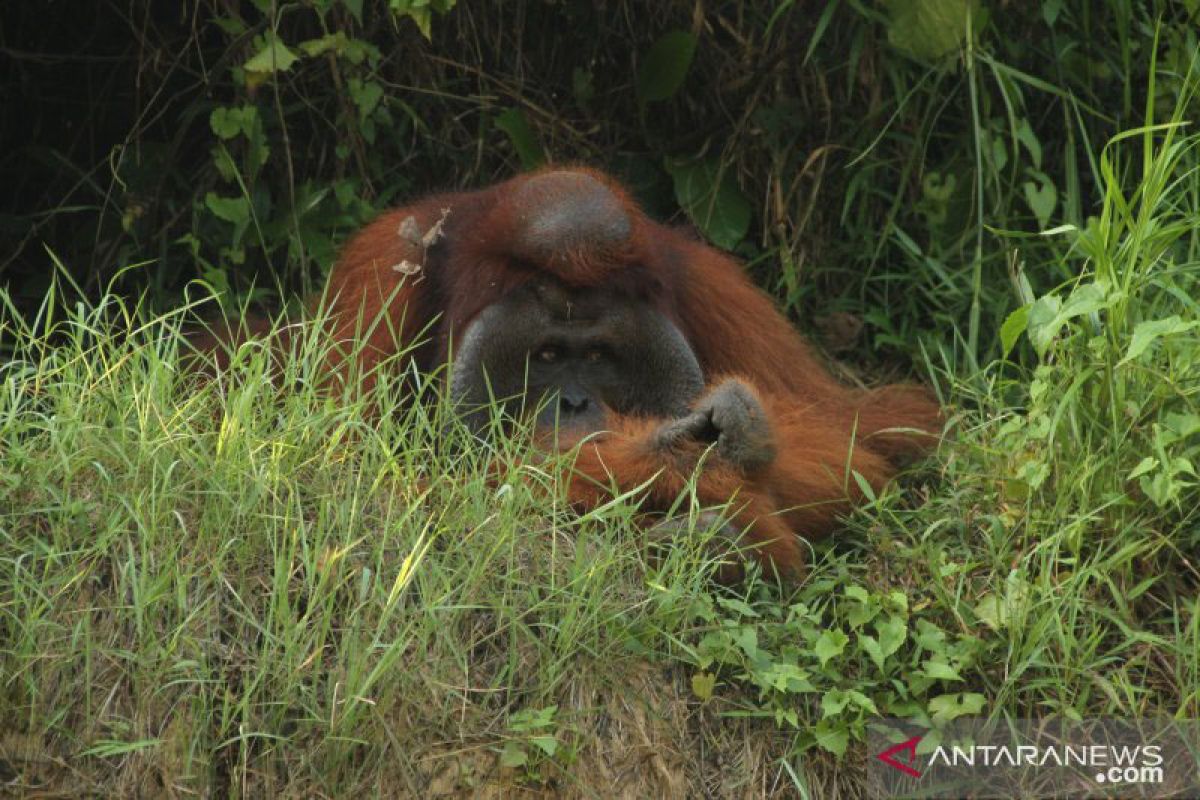 37 orangutan kena ISPA akibat kabut asap