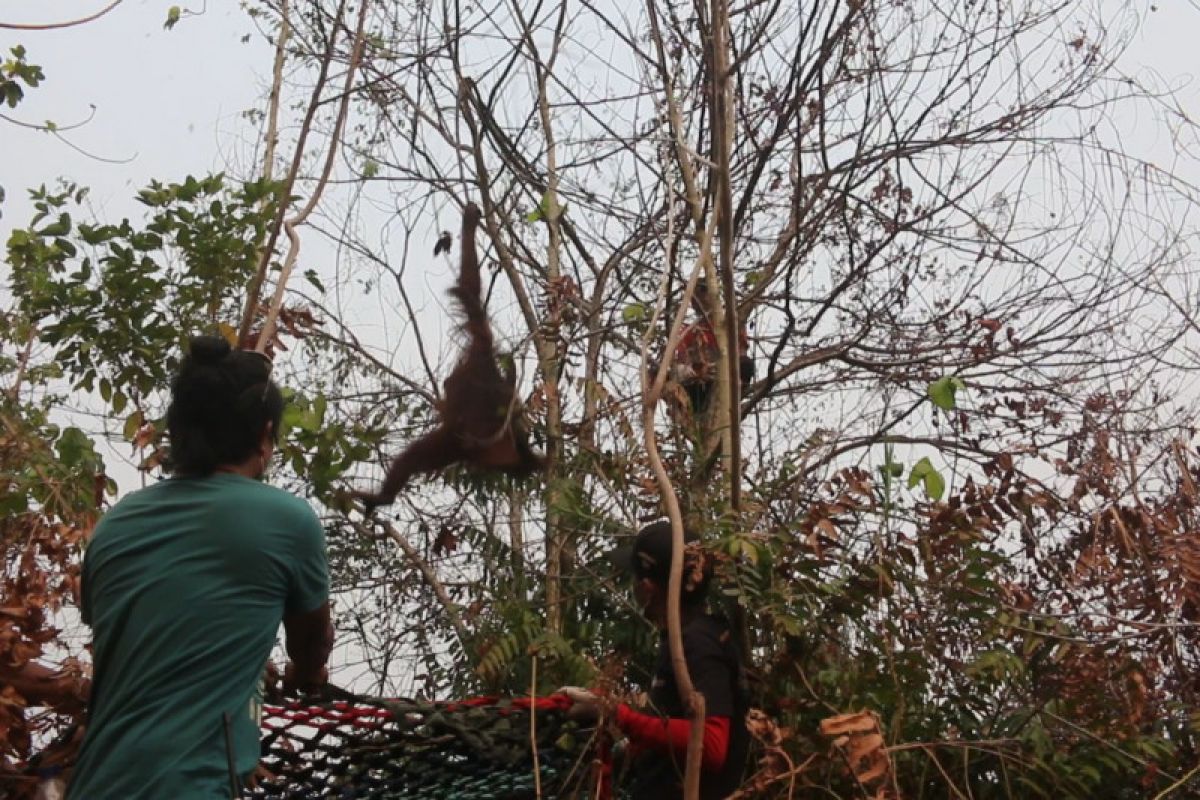 BKSDA Kalbar-IAR Indonesia menyelamatkan dua orangutan di lokasi karhutla