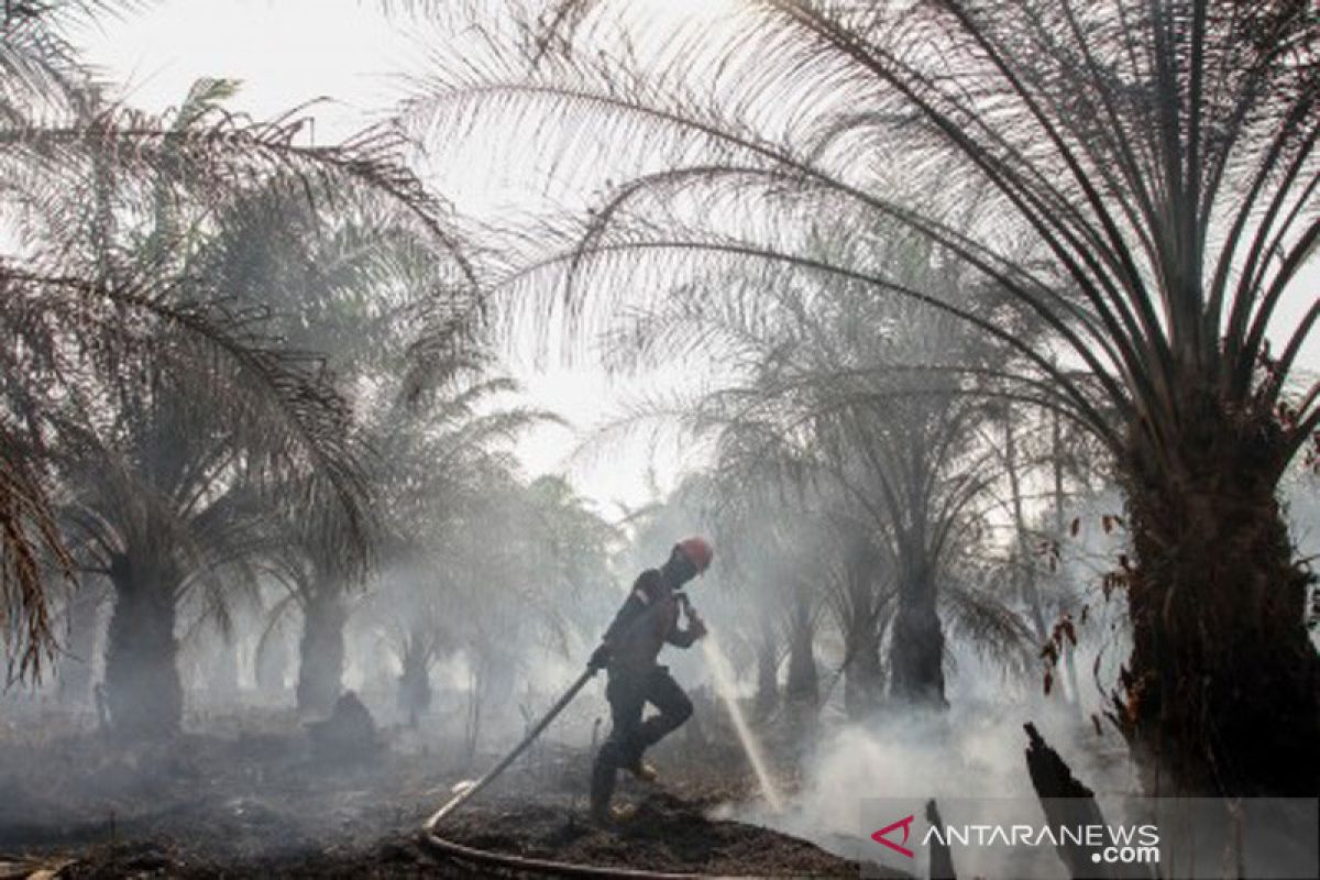 Polda Riau tetapkan 53 tersangka pembakar lahan