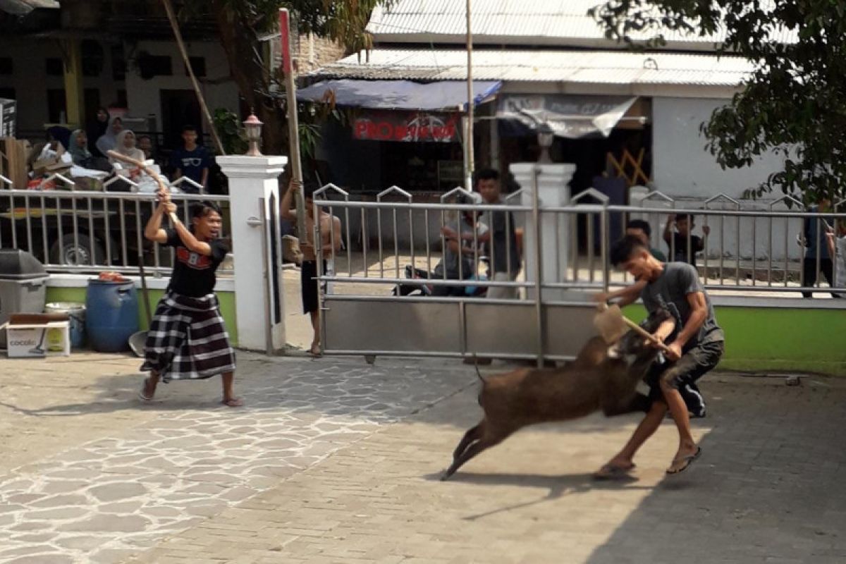 Pemuda ini bertarung dengan celeng di halaman masjid