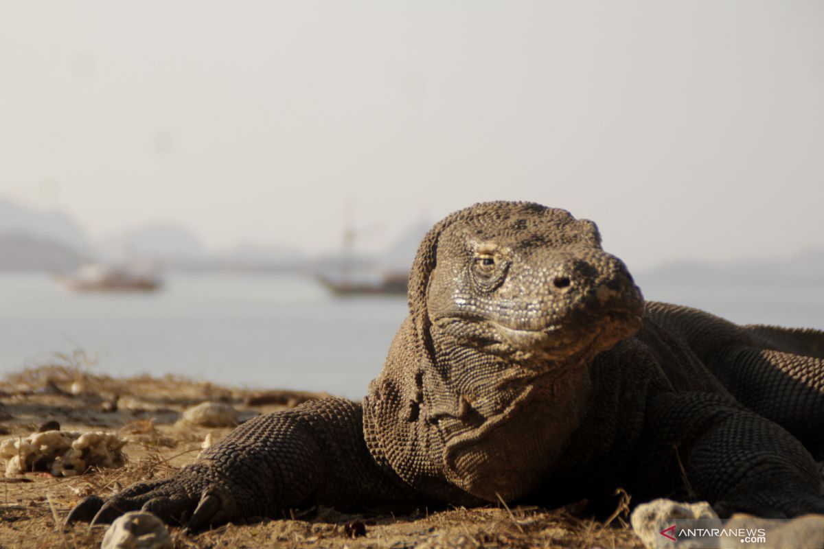 Saat ini Komodo betina sedang bertelur