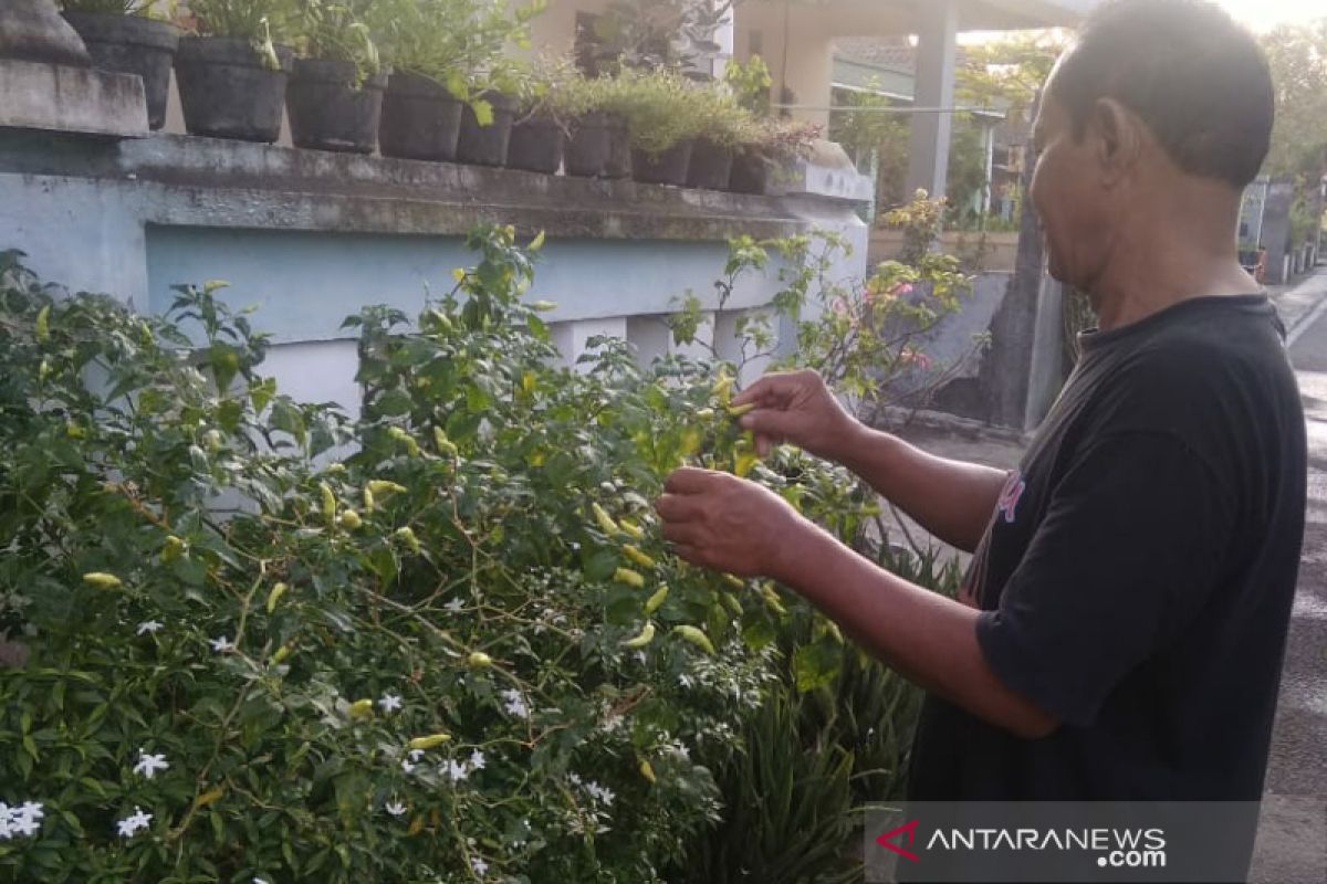 Kampung sayur organik Mojosongo targetkan mandiri pangan