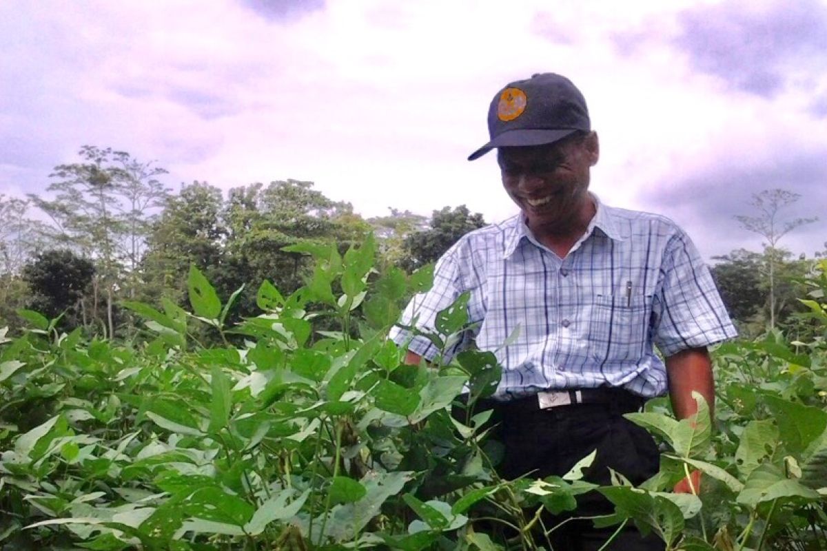 Harga jual tinggi, kedelai organik potensial dikembangkan