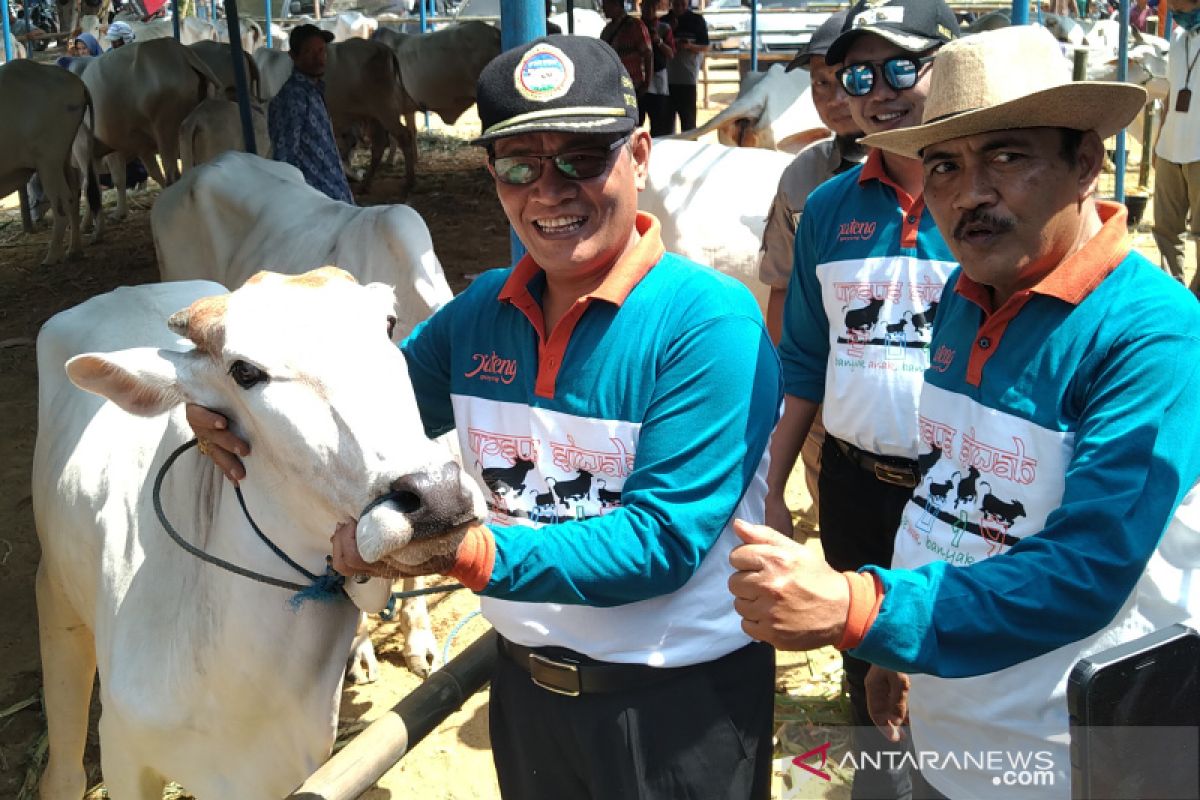 Dukung ketersediaan daging nasional, Jateng tingkatkan populasi sapi