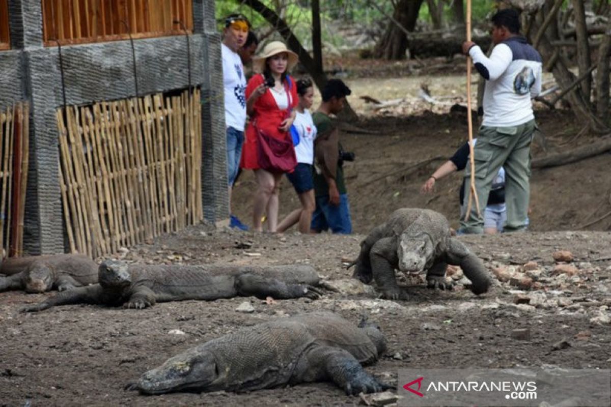 Artikel - Komodo dan nasib para penghuni Pulau Komodo