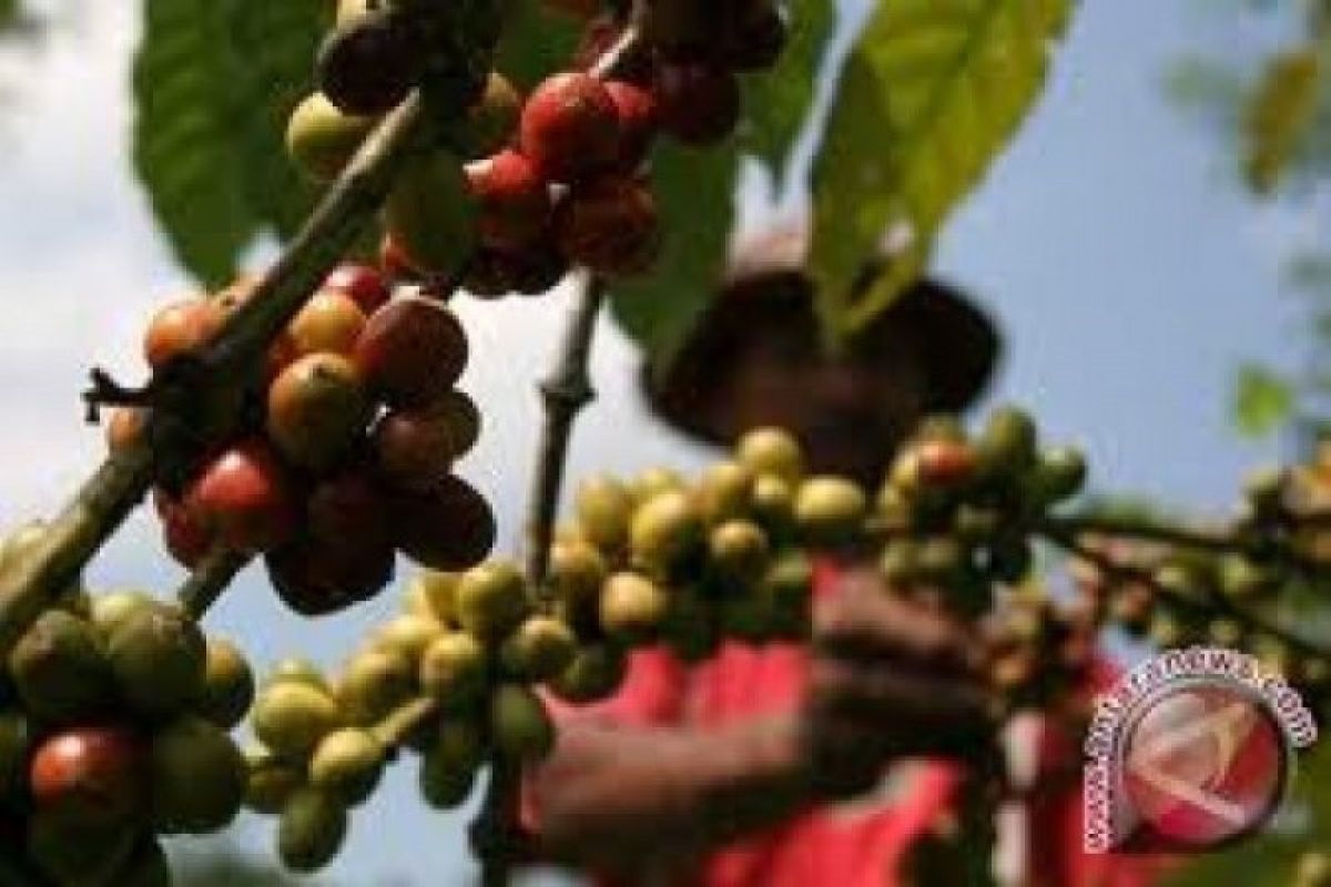 Harga biji kopi anjlok, negara produsen cari solusi mengatasinya